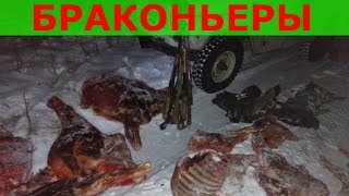 Браконьеры. Раненый лось.