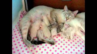 Улёт! Кошка говорит: Чужих котят не бывает! Тайские кошки - это чудо! Funny Cats