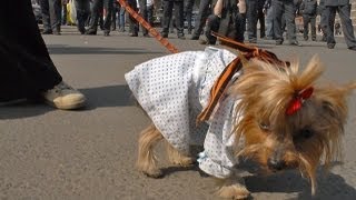 100500 вопросов - Куда повязать георгиевскую ленту?