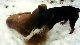 Бой ротвейлера со львом!! Жжжесть :)