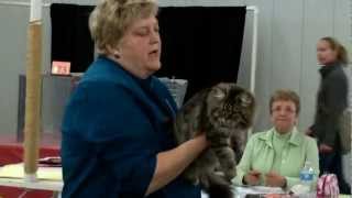 TICA Cat Show Colorado Jan 5-6, 2013 (siberian kitten - Charodey Uslada) - judge Vicky Shields