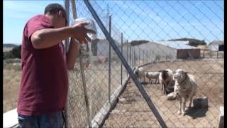 Atados, heridos, muertos de hambre y abandonados. La realidad del maltrato animal