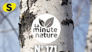 LUMINEUX BOULEAU (No 171)