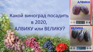 Какой виноград посадить в 2020, Алвику или Велику