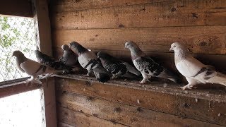 Привез новых голубей/ ТАКЛА 31.05.19
