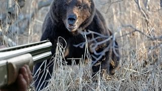 ОХОТА НА МЕДВЕДЯ С ГОНЧИМИ СОБАКАМИ!!!