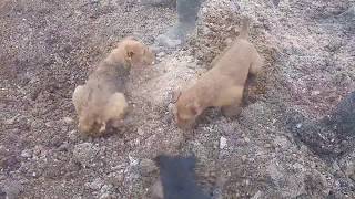 ОГРОМНЫЕ КРЫСЫ И СОБАКИ!!Собаки ловят больших крыс!