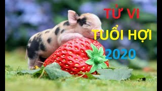 Tử vi tuổi Hợi 2020 chính xác nhất, Ký sự tử vi