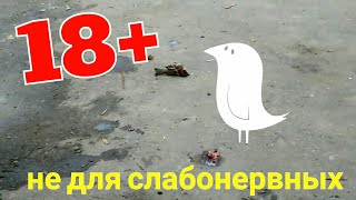 КАК ПРИГОТОВИТЬ ВОРОБЬЯ. СМОТРЕТЬ ДО КОНЦА. СЪЕЛ ПОДЛУЮ ПТИЦУ