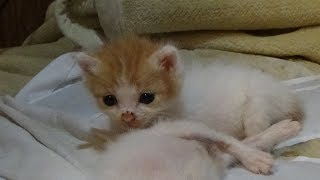 【保護猫】粒と天の成長記録　粒の寝方が変なんです！目を開けたまま寝る子猫