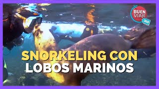 SNORKELING con LOBOS MARINOS ?‍♀️ PUERTO MADRYN