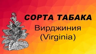 СОРТ ТАБАКА ВИРДЖИНИЯ (VIRGINIA TOBACCO). Семена табака.