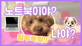 노트북을 질투하는 푸들의 귀여움 [밤톨테레비][강아지 일상][푸들]