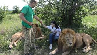 Лев ГЕК хочет в машинку !!!