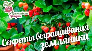 Секреты выращивания земляники #urozhainye_gryadki