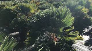 Chamaerops humilis ‘Volcano’