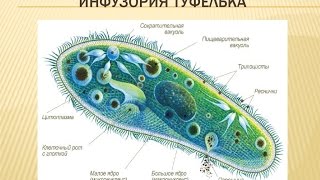 #Аквариум #для #начинающих #Разведение #ИНФУЗОРИИ в #домашних #условиях