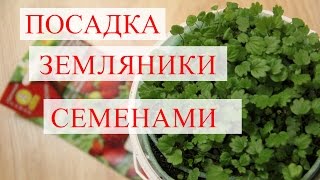 Посадка земляники семенами. Рассада земляники в "улитке". (21.01.2017)