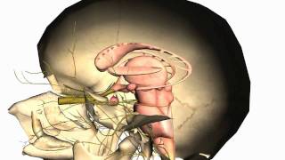 Skull tutorial (1) - Bones of the Calvaria - Anatomy Tutorial PART 2