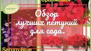 Обзор лучших петуний для сада. Долгих Анна