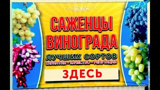 Виноградные технологии!Путь к успеху!Питомник привитых саженцев винограда!Более 160 лучших сортов!