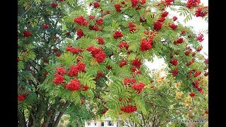 Красной рябины платок. Песня Геннадия Белова