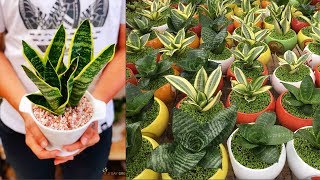 Thì ra đây là lý do người dân đua nhau mua cây Lưỡi Hổ để bày trong nhà mà không ai biết
