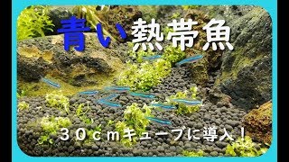 【アクアリウム】３０cmキューブ水槽立ち上げますvol5お魚導入編