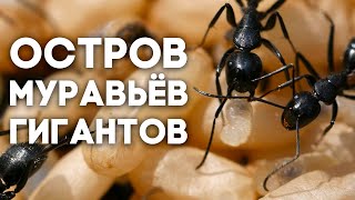 В ПОИСКАХ МАТОК - остров МУРАВЬЁВ ГИГАНТОВ и МАССОВЫЕ УБИЙСТВА МАТОК Tetramorium! Выпуск 2.4 .