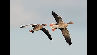Goose hunting in Holland