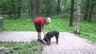 Кане-корсо, ОКД уличный этап, комплекс.