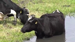 Коровы для детей - видео на речьке