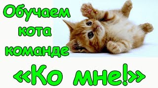 Как обучить кота команде "Ко мне!" и зачем это нужно. (07.17г.) Семья Бровченко.