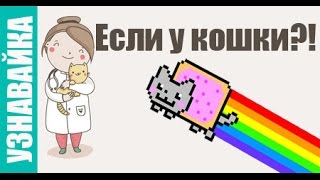 Если у кошки понос, запор, лезет шерсть. Узнавайка