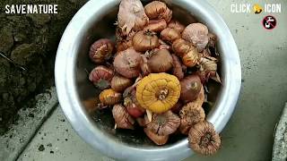 34 gladiolus flower bulbs grow, germination, blooming time laps process video by Gurjit-singh S-2018