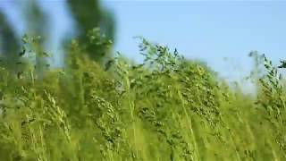 Футаж — Полевая трава и кузнечики. Футажи (footage) красивая природа [FullHD]