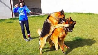 Свирепая невеста. Немецкая овчарка. A fierce bride. German shepherds.