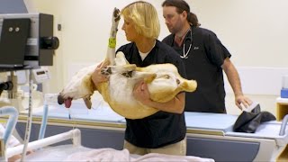 Dr. Dee Takes Her Own Dog for a Special MRI