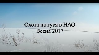 Охота на гуся в НАО весна 2017 Goose hunting к