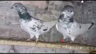 Saale saale kabootar Rabta Noumber 03444855728 khalifaaa Majeed