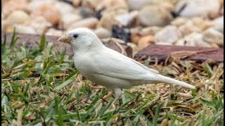 اغرب طفرات الحسون_(انا متاكد انك لم ترى مثلهم)