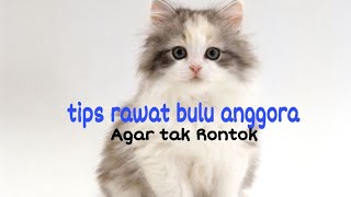 Tips!! MERAWAT BULU KUCING ANGGORA