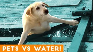 Funniest Pets Playing with Water Compilation of 2018 | Funny Pet Videos