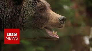 Ukraine's rescued bears - BBC News
