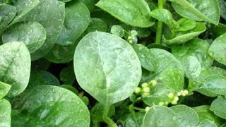পুঁই শাকের ৫টি ভেষজ ব্যবহার জানলে অবাক হবেন Bangla Health Tips
