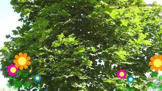 Клен ясенелистный. Краткий обзор, описание характеристик acer platanoides