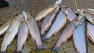 First Time Trout Fishing & How To Clean A Trout