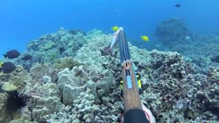 spearfishing hawaii: kumu decoy. watch in HD!
