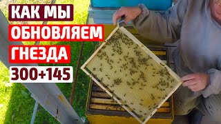 ОБНОВЛЕНИЕ ГНЕЗДА В ДАДАНЕ 300+145 Работы на пасеке