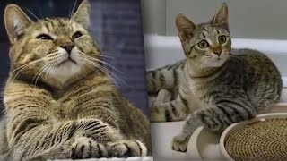 Wild cat mothered by a domestic cat! | Making Animal Babies | BBC